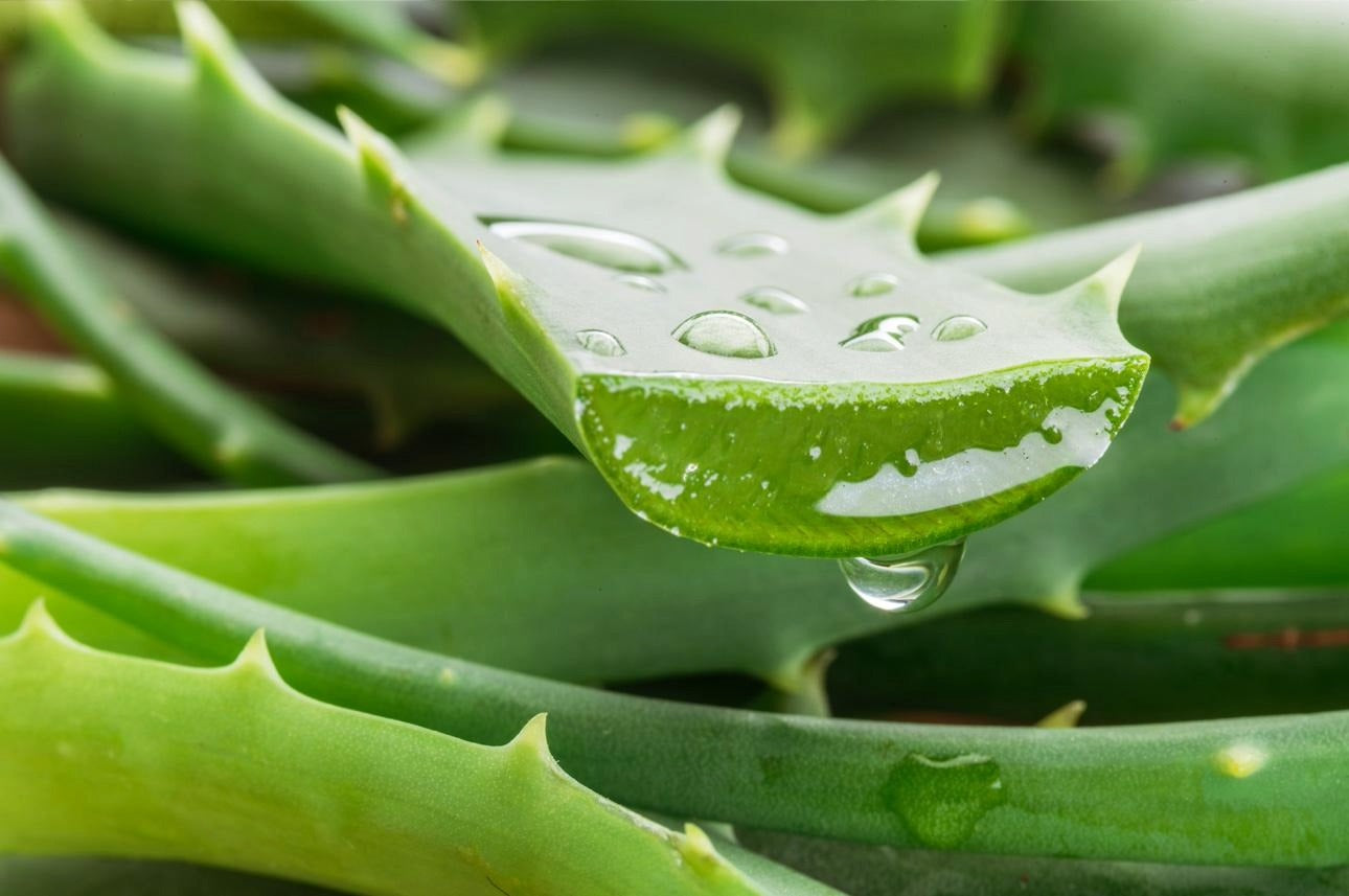 O Poder Natural do Aloe Vera para o Corpo Humano